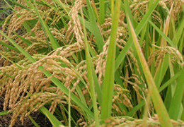 高品質米生産